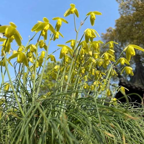 albuca spiralis - pflanzensamen zimmerpflanzen Frühlingsgras winterharte kübelpflanzen kletterpflanze winterharte balkonpflanzen dachbegrünung pflanzenkübel indoor kräutergarten 150samen