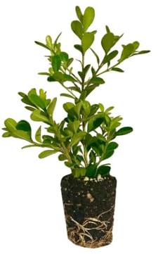 Buxus Sempervirens Arbusto Natural para Exterior Ideal para Crear Setos y Cercados