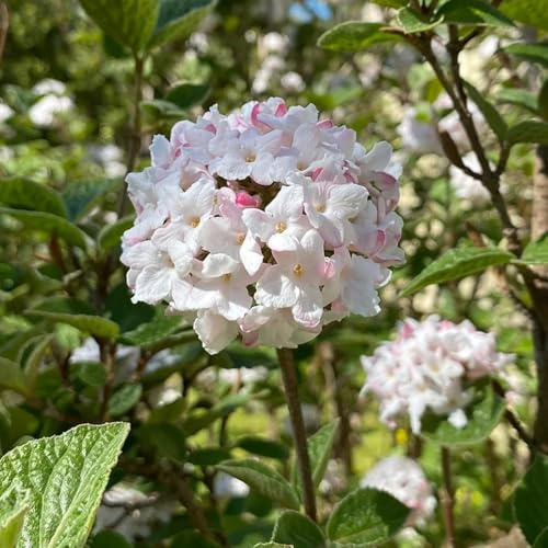semi di palla di neve decorazione da giardino per esterni, tappeto to palla di neve invernale, ombra da giardino, 100pcs