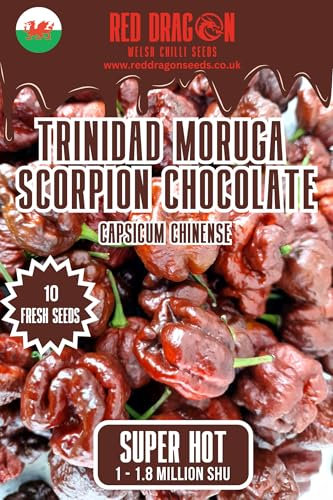 Trinidad Moruga Scorpion Chocolate Chilli Seeds - Trinidad Moruga Scorpion Chocolate 10 Fresh Pepper Seeds