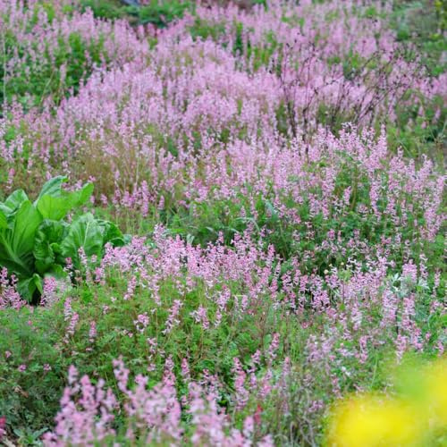 semi di speronella - resistenti per il giardino primaverili, resistenti semi di medicinali da appartamento per aiuole rialzate, luoghi soleggiati 100pcs