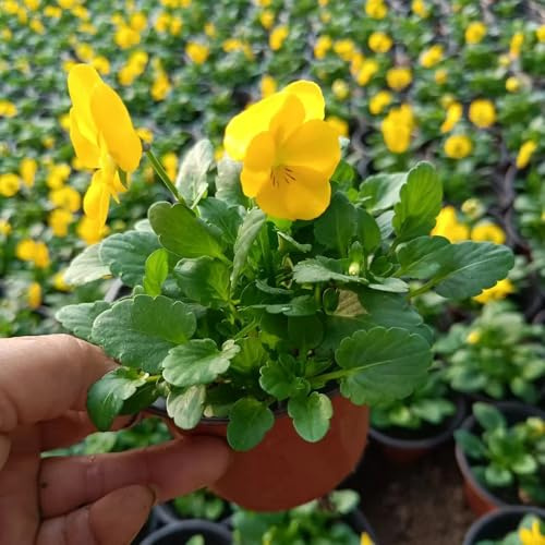 semi di viola del pensiero, rustiche per giardino, resistenti di viola del pensiero, resistenti all'esterno, ombra decorativi, 300pcs