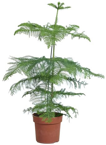 Bloomique - Araucaria Heterophylla - Pin de Norfolk - Plante d’intérieur - Dépolluante - Sans danger pour les animaux - Hauteur 80-100 cm - Pot 21 cm