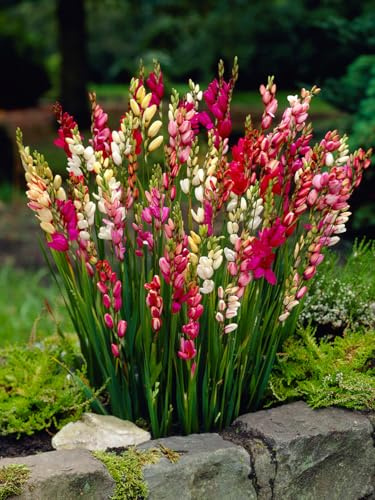 Ixia gemischt | 25 Stück | Blumenzwiebel | Knolle | Schnittblume | duftend | Gemischt | Rarität | Besonderer Sommerblüher | 100% Blütegarantie | QFB Gardening
