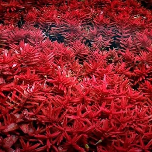 K2AQUA 10 x Loose Rotala Blood Red Live Aquarium Plants Red Green Colour Easy to Grow Ideal for Aquascaping Tropical Freshwater Tanks