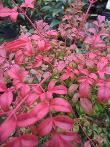 Heiliger Bambus - Himmelsbambus Curly Obsessed - Nandina domestica - 30-40cm