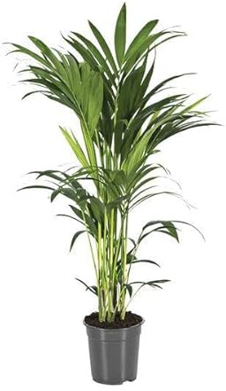 Kentiapalme Howea Forsteriana – Ø 21 cm – 110 cm – Palma da interno facile da pulire con effetto purificante – pianta verde tropicale per soggiorno, ufficio e giardino d'inverno