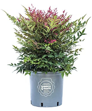 Vannucci Piante - Nandina domestica, siepe, cespugli, pianta vera in vaso (Nandina domestica 'Obsessed')