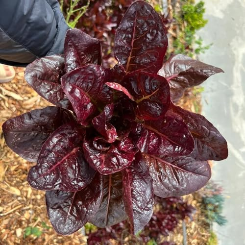 salatsamen, pflücksalat, outdoor winterharte garten hochbeet gartenkräuter hochbeet steingartenpflanzen winterhart grünpflanzen 400pcs