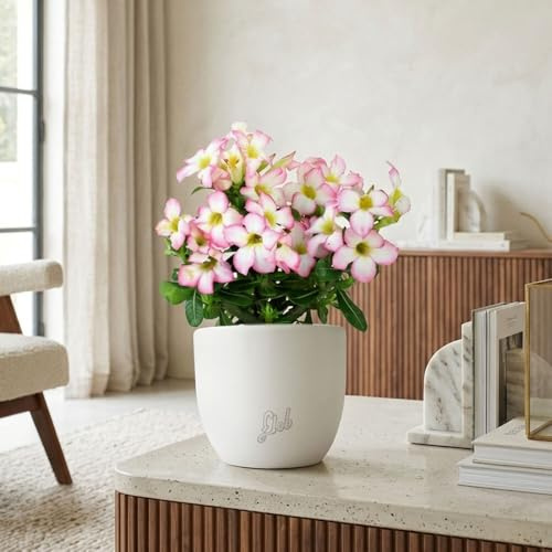 Rosa del Deserto Vera (Adenium Obesum) con Vaso in Terracotta FLOB – Pianta Viva Tropicale da Interno – Vaso 12 cm – Facile da Curare