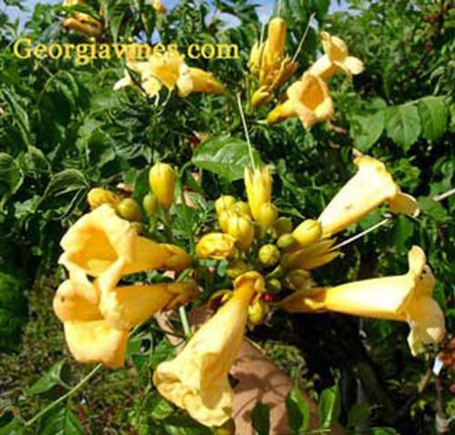 Campsis radicans Flava Goldene Trompete 10 Samen