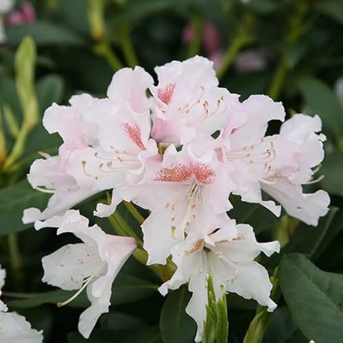 3 x Rhododendron 'Cunningham White' 40-50 cm en conteneur - Apportez une touche d'élégance à votre jardin