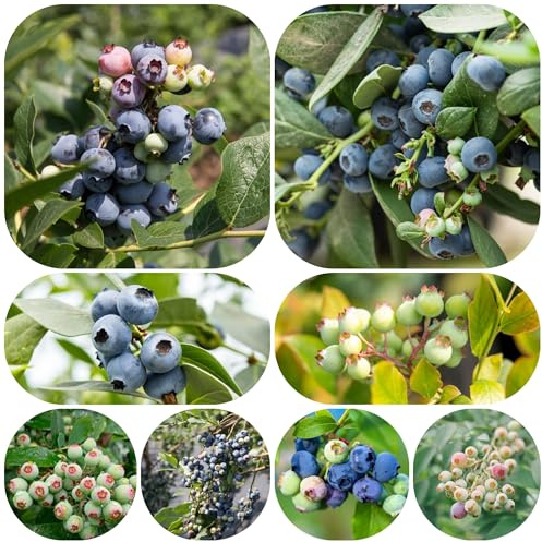 semi biologici di mirtillo selvatico - resistenti giardino 90pcs