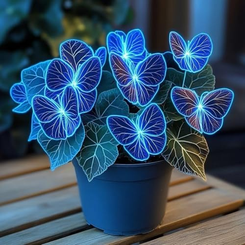 Funkienrhizome, sehr winterhart, Funkie 'Blue Angel', ideal für Beeteinfassungen und als Topfpflanze.-6Rhizome-H