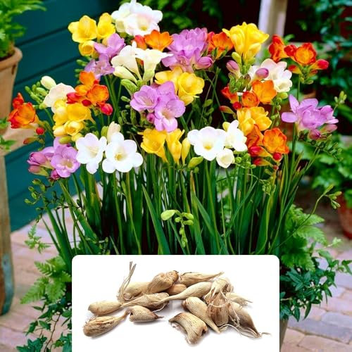 16 Mixed Freesia Single Bulbs – Summer-Flowering Perennial Garden Bulbs – Ready to Plant Now – Perfect for UK Gardens & Climate Conditions