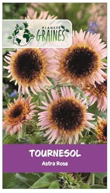 50 Graines de Tournesol Astra Rose - Fleurs Doubles Colorées pour Jardin