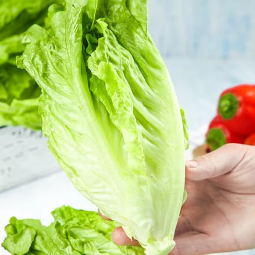 semi di lattuga biologica - resistenti balconi esotiche 300pcs