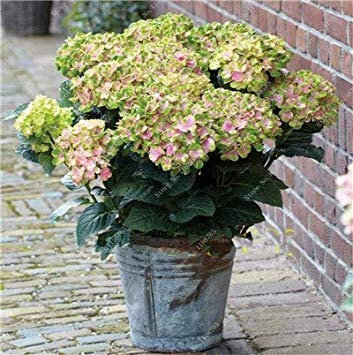 100 Pz fleur de géranium Rare iegato Geranio dans Vaso Camere Interni Casa jardin de fleurs pour plante: r