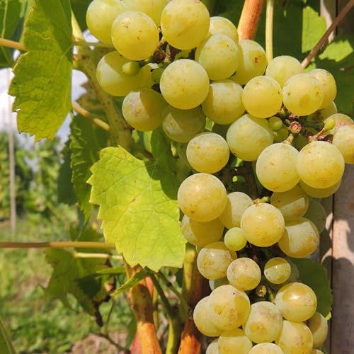 Weinrebe Muscaris 2L - Geschätzt für sein hohes Weinherstellungspotenzial