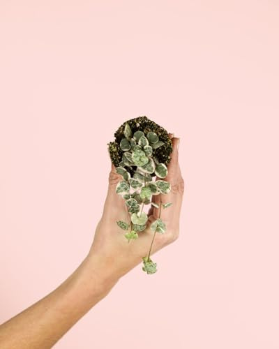 PUR PLANT Ceropegia woodii variegada | Cadena de corazones variegada | Planta colgante natural de interior pet friendly | Hojas verdes, plateadas y rosadas | Maceta de Ø6 cm