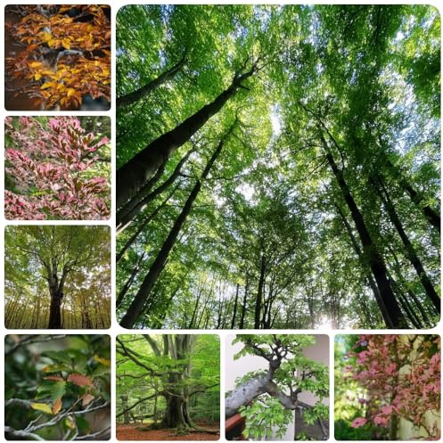 Semi di faggio europeo, Fagus sylvatica, da balcone, semi di acquistare un faggio comune comprare da giardino, sementi biologiche acquistare 50pcs