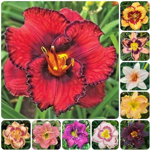Semi di daylily, Hemerocallis fulva, semina autunnale to perenni resistenti agli emerocallidi, decorazione giardino per esterno luoghi soleggiati 80pcs