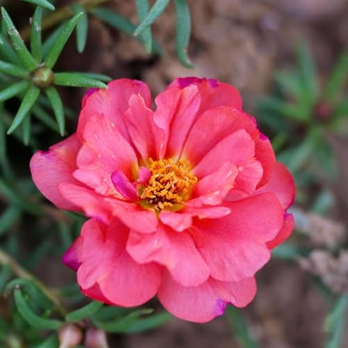 800+ Stück Bodendecker-Rosen, Blumenreich & Robust, Pflegeleicht für Garten & Beete, Winterhart