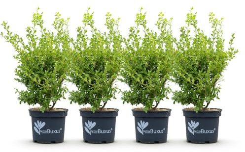Plantas de Boj para Seto, Exterior, Verde, Pack de 4, Altura 50-55 cm