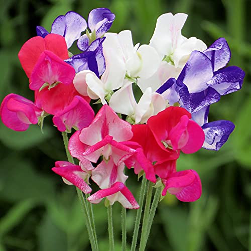 Suttons Sweet Pea Flower Seeds Fragrant Boundary, Lathyrus odoratus, Highly Scented, Bi-Coloured Flowers, Approx. 20 Seeds Per Pack, Hardy Annual, Hedge-Forming