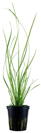 WASSERPFLANZEN WOLFF - Helfers Zyperngras/Cyperus helferi | Elegante Grasartige Aquarienpflanze | Hoher Wuchs & Bewegung in Strömung | Für Mittel- & Hintergrund | Blickfang in Naturaquarien