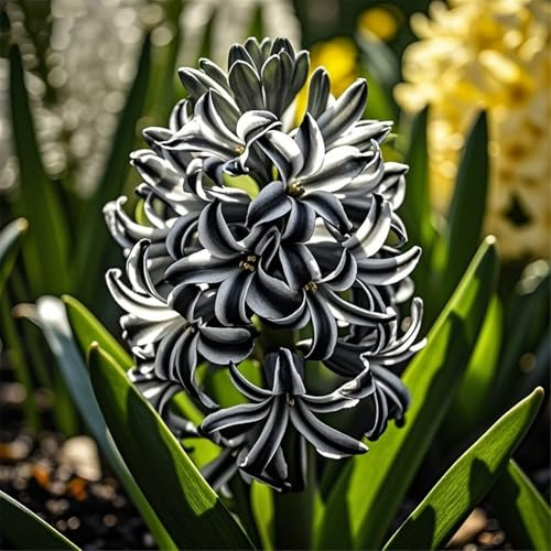 Giacinto bulbi,Piante perenni,Giacinto pianta vera,resistenti al freddo,Tagliare,Facile da curare(non artificiali) selezionati-6bulib-B