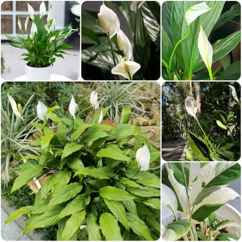 Semi di giglio pace, d'appartamento facili da curare resistenti per il giardino vecchie varietà prodotti sostenibili da ufficio sempreverdi resistenti 250pcs