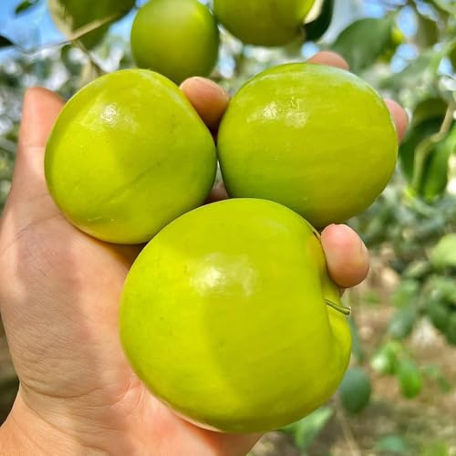 Semillas de palmera datilera, raras verdes semillas orgánicas columnares huerta enanos 20pcs