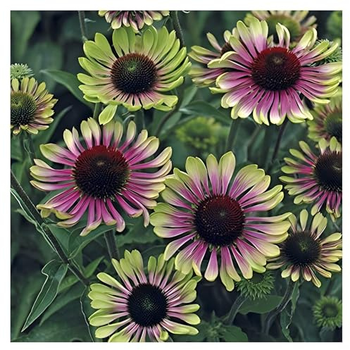 Stauden Gänge 10 x Echinacea purpurea 'Green Twister' (Stauden/Staude/Mehrjährig/Winterhart) Bunt Grüner Purpursonnenhut - Ein einzigartiges Farbspiel für den Garten - sehr Bienenfreundlich