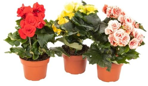 Begonia Elatior Pack 3 Unidades Plantas con Flor para Terraza y Jardín