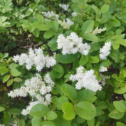 200 piezas Semillas de ligustro para setos - Ligustrum lucidum - árboles jardín resistente plantas de balcón resistente Ligustrum lucidum Comprar árboles bonsái plantas decorativas.