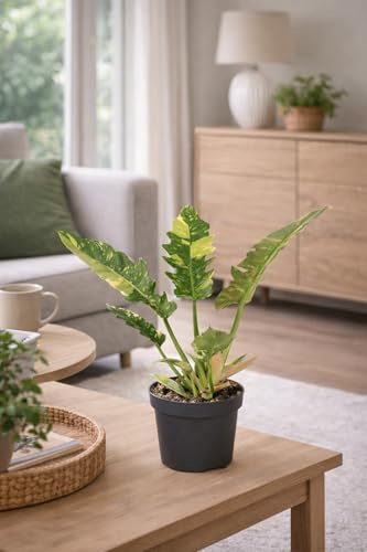 Philodendron 'Ring of Fire' 30 cm - Feurige Zimmerpflanze für Dein Zuhause – Attraktive Grünpflanze mit leuchtenden Farben, Pflegeleicht und Luftreinigend