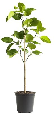 Myoshome - Limonero Eureka 4 Estaciones, verde intenso y 120-130 cm - Cultiva frescura en tu hogar con plantas naturales, plantas naturales exterior. Limonero Eureka.