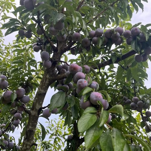 semillas de ciruelo - resistente interior variedades 10pcs