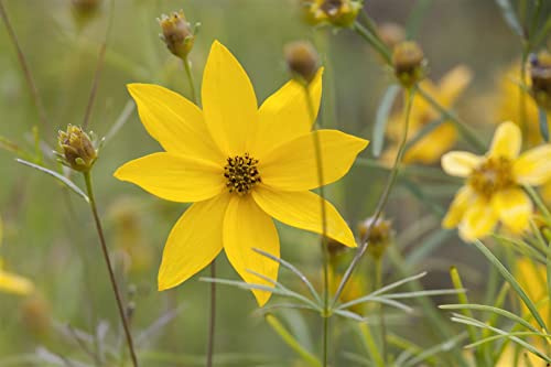 Coreopsis verticillata 'Grandiflora' 9x9 cm Topf – Winterhart & Mehrjährig & Pflegeleicht – Mädchenauge – Staude für Beet & Rabatte