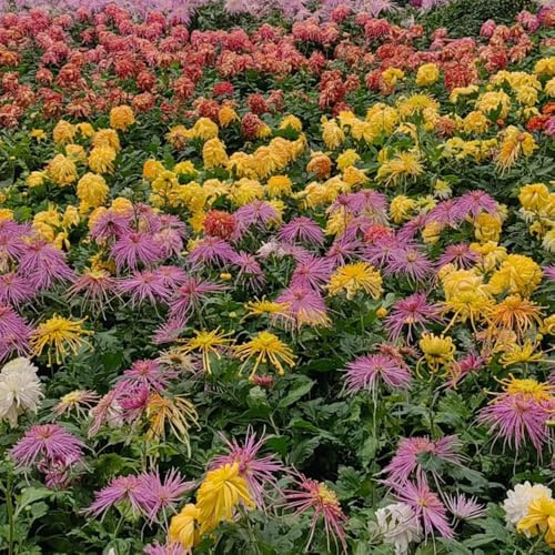 Semi resistenti di crisantemo - decorazione giardino esterno soggiorno 180pcs