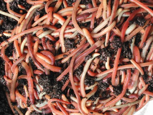 500g Tiger compost Worms by Wormcity, live medium worms suitable for wormeries and composting. Axotel