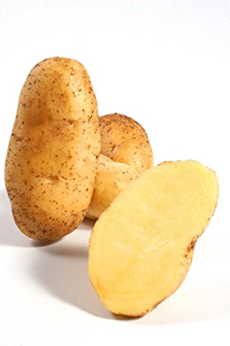 5Kg Pflanzkartoffeln Linda Steckkartoffeln Saatkartoffeln Kartoffeln