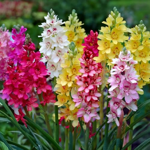 Bulbi di da Fiore | Bulbi provenienti dai migliori produttori Olandesi | Esclusiva selezione e controllo qualità | Fioritura garantita dal primo anno. (20 Ixia in Miscuglio)