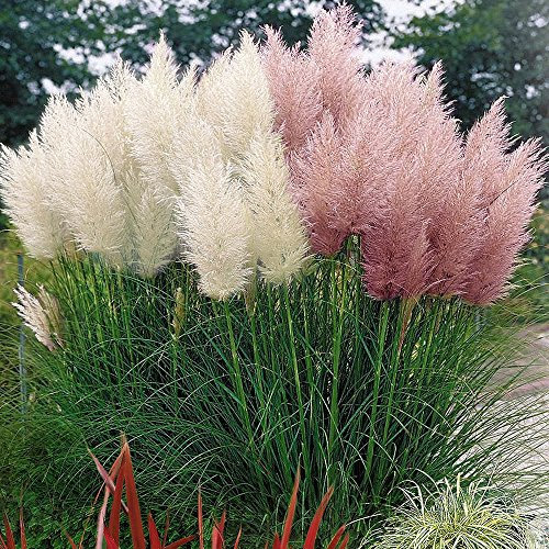 COMBO BIANCO E ROSA CORTADERIA SELLOANA ERBA PAMPAS CON VASO PUMILA ALTA DECORATIVA