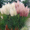 COMBO BIANCO E ROSA CORTADERIA SELLOANA ERBA PAMPAS CON VASO PUMILA ALTA DECORATIVA