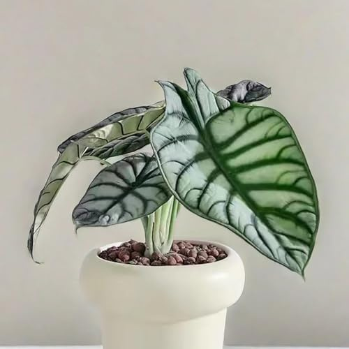 alocasiasamen, exotische winterhart mehrjährig, bio, steingarten 20pcs