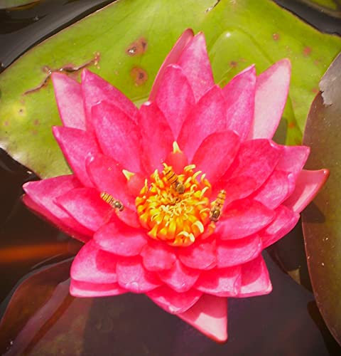 Teichpflanzen Seerosen : Nymphaea Seerose Halbzwergseerose  Eric Berthold  winterhart Pflanztiefe bis 50 cm
