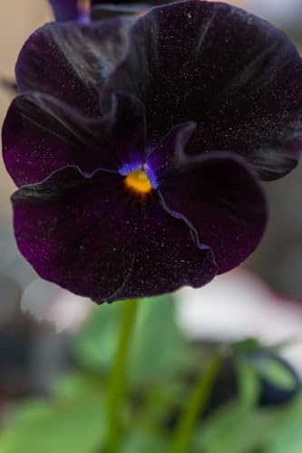 Stiefmütterchen Blacky, Viola Crystal Black - schwarz