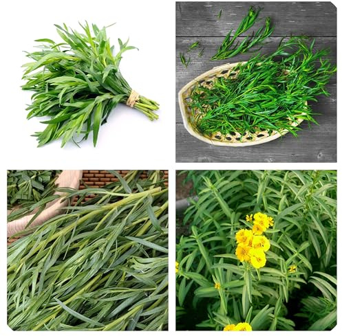 Semi di Dragoncello, Artemisia Dracunculus, Erba Aromatica Officinale, 200 Semi